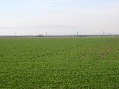 Teren extravilan agricol 12000mp utilitati acces tir Pianu de Jos Alba