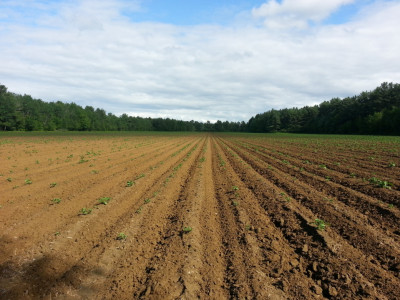 Teren extravilan agricol 16.300 mp 4 parcele zona Maghierat Ohaba Alba